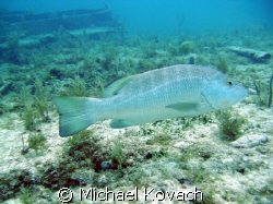 Fish on the Inside Reef at Lauderdale by the Sea by Michael Kovach 